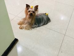 -艾贝尔宠物诊疗