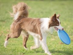 -趣玩宠物乐园寄养训犬训狗游泳池