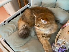 -平行世界·猫咖(首经贸店)