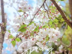 -绵阳盛世樱花悠乐谷