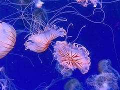 -海合安天津极地海洋公园