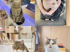-喵园·猫主题咖啡厅·撸猫·猫咖(国贸店)