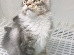 -lincat·猫舍(广州店)