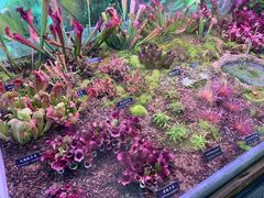 -中国科学院西双版纳热带植物园