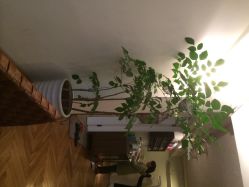 绿植-无界瑜伽普拉提