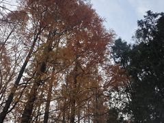 -白水寺森林公园