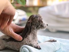 -BABYDOG宝贝狗宠物乐园(欧洲城店)