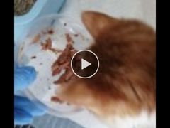 -北京观赏动物医院·24小时大型综合·猫专科·异宠专科
