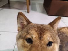 -柴务处·柴犬主题狗咖