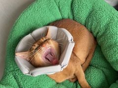 -创凡宠物医院·骨专科  猫科中心(西乡分院)