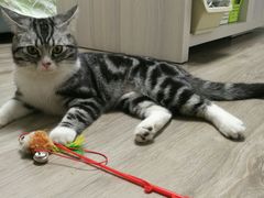 -伟伟宠物医院·CT影像中心·瑞派犬猫综合性门诊(汉口总院)