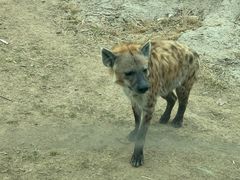 -北京野生动物园