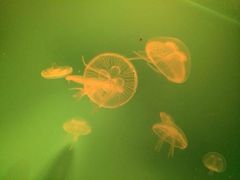 iphone_upload_pic-常州海昌海洋探索馆
