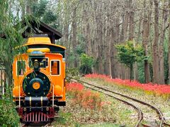 -合肥滨湖国家森林公园