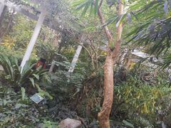 -广西壮族自治区药用植物园