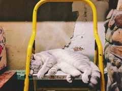 纪念品-猫咪博物馆(顶澳仔猫街店)