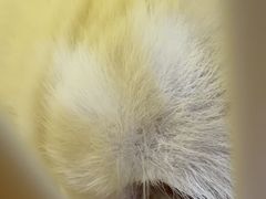 -御宝贝24h宠物医院·转诊中心·CT核磁血透中心(厦门总院)