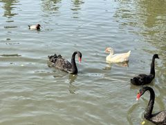 -溱湖国家湿地公园