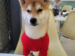 -怪兽屋·羊驼·猫咖·狗咖(俊华广场店)