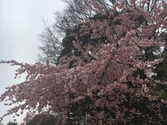 -名古屋城