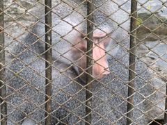 -深圳野生动物园