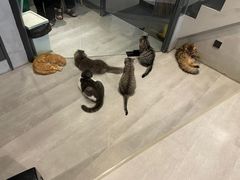 -猫儿山۰猫主题餐厅