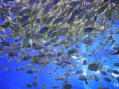 -成都浩海立方海洋公园