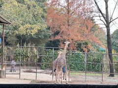 -鸡鸣汤包(红山动物园店)