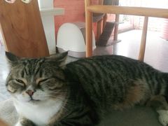 -喵屿·大理花园猫咖