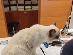 -瑞派申生动物医院·24H夜诊·国际动物医疗中心·骨外科(吴中路店)