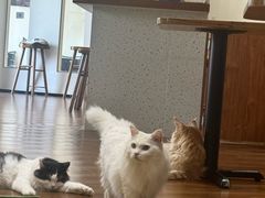 -有猫主题·治愈系猫咖(曾厝垵店)