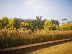 -白鹭湾湿地公园