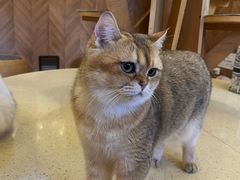 -MOCHA明星猫咖(田子坊店)