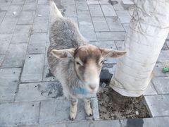 -有喜胶东小馆(太申祥和店)