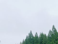-东平国家森林公园