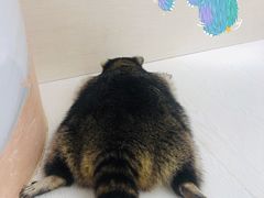 -浣熊柯尔鸭土拨鼠·电玩咖