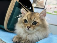 -纳吉亚猫专科动物诊疗中心(蒋宅口分院)