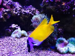 -凯莉-塔尔敦海洋生物水族馆