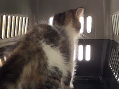 -乐琪宠物医院·犬猫专科·骨外科·急重症