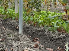 -马陆小张葡萄园农家乐