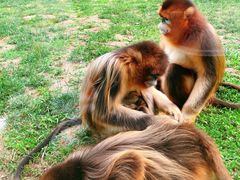 -大连森林动物园