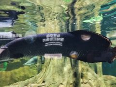 -广州海洋馆