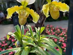 -北京植物园-展览温室