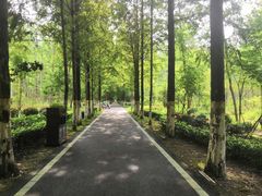 -合肥滨湖国家森林公园