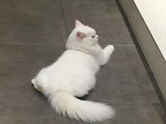 -飞行喵MR PILOT|猫舍·猫咖(静安大融城店)