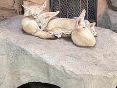 -上海野生动物园