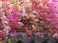 -深圳国际园林花卉博览园