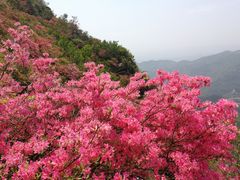 -木兰云雾山