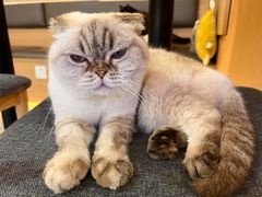 -喵园·猫主题咖啡厅·撸猫·猫咖(国贸店)