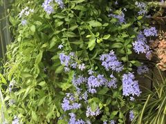 -双季花艺园艺市场(浦东店)